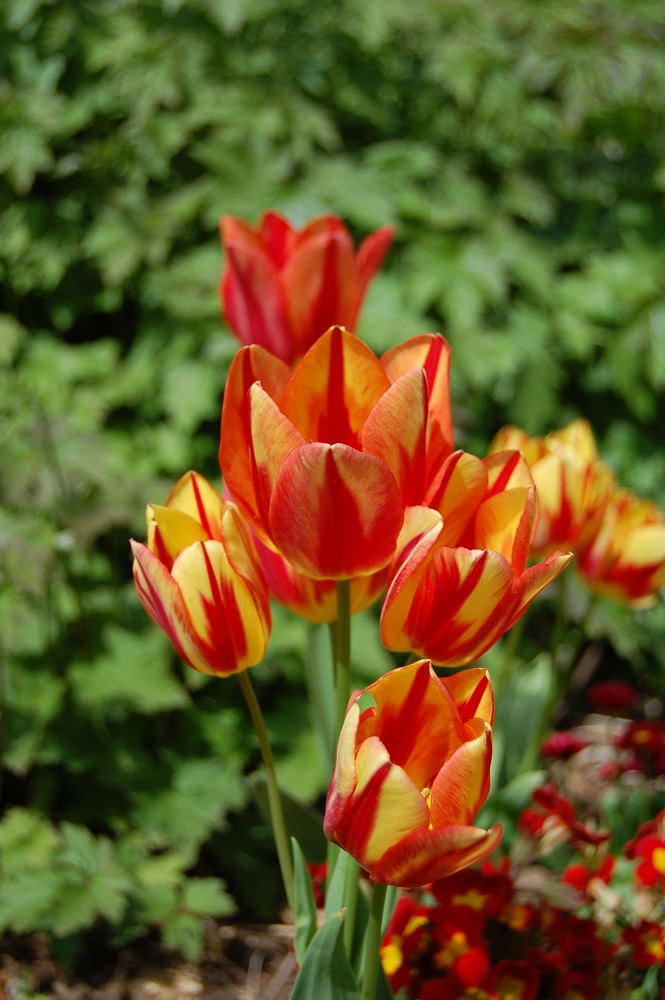 tulipes