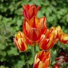 tulipes