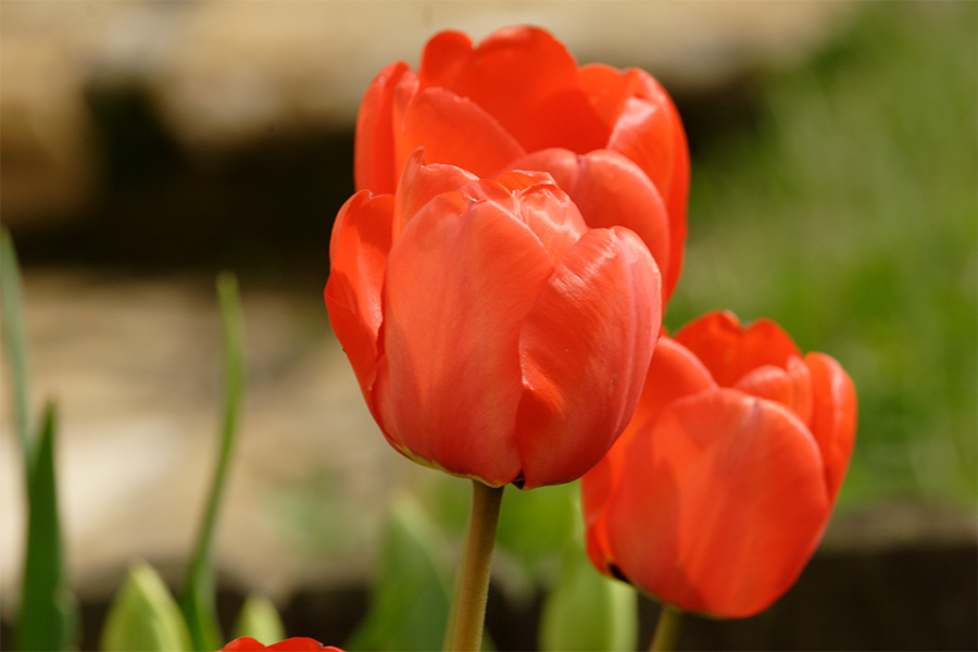 Tulipes