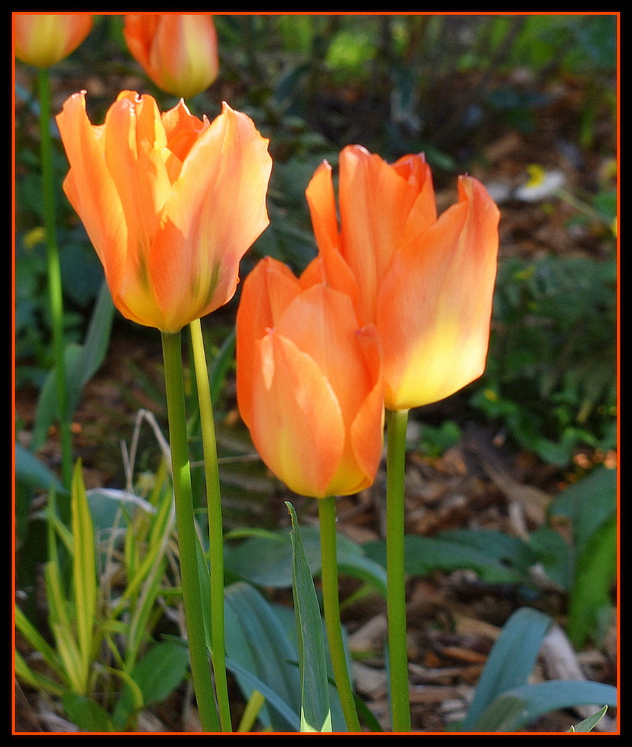 tulipes