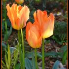 tulipes