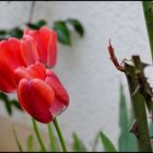 Tulipes