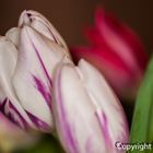 Tulipes