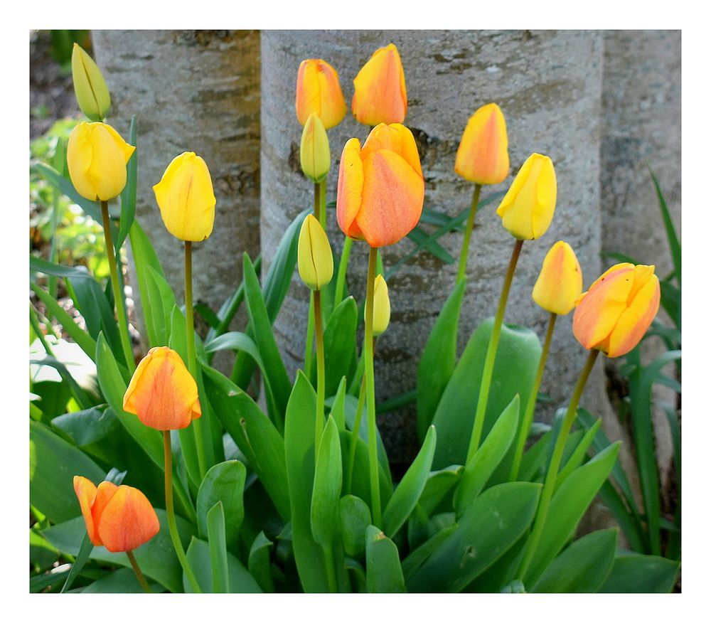 tulipes