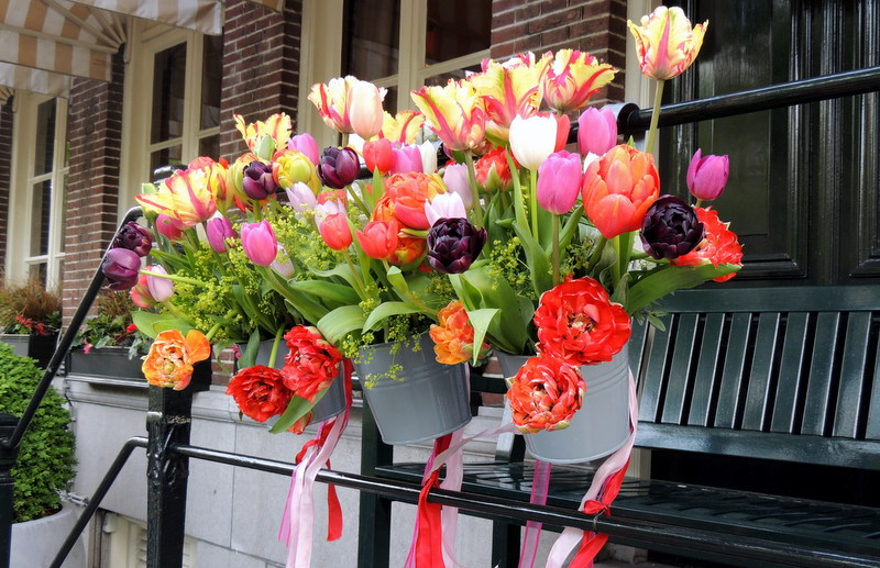 tulipes à Amsterdam