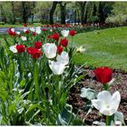 Tulipes à Montréal