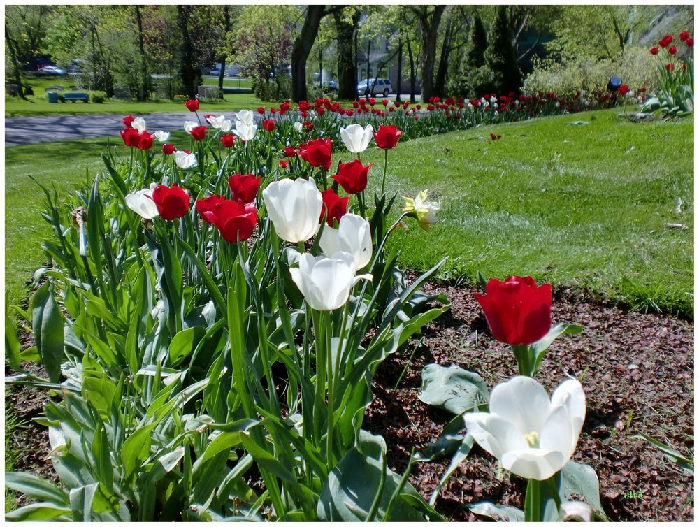 Tulipes à Montréal