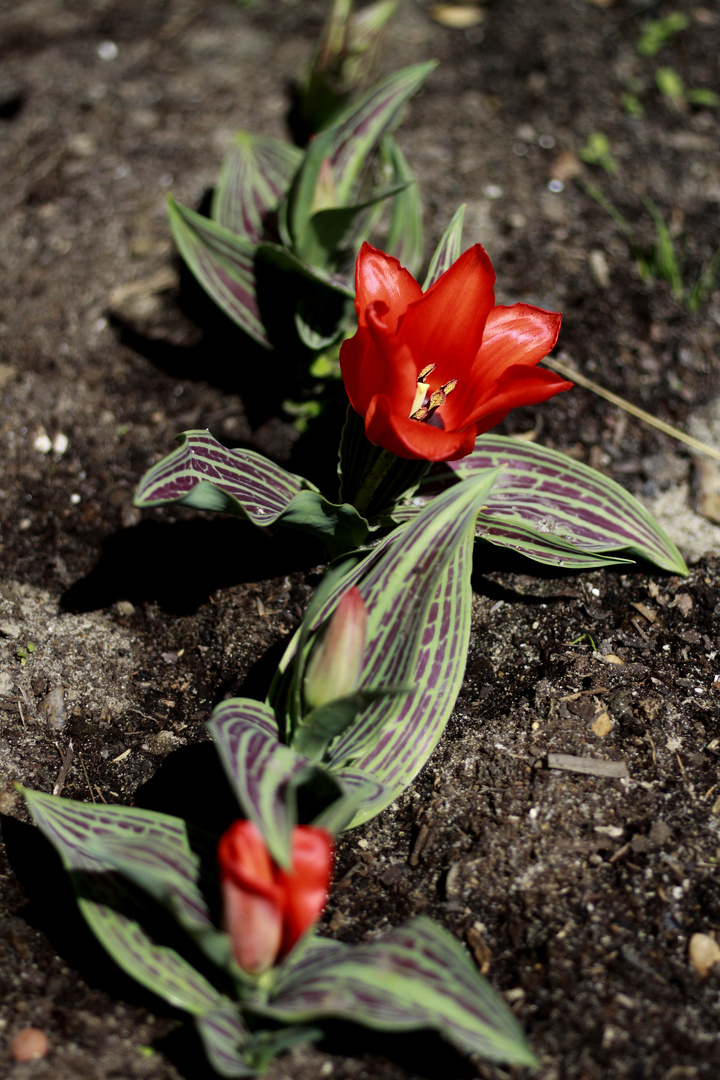 tulipes