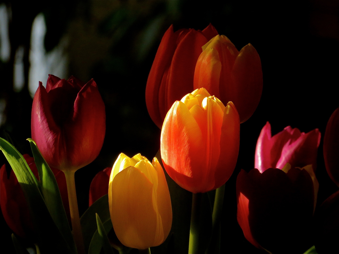 ...Tulipes !!!...