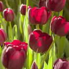 Tulipes au PalmenGarten de Francfort