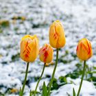 Tulipes ayant survécu aux gelées nocturnes et à la chute de neige.
