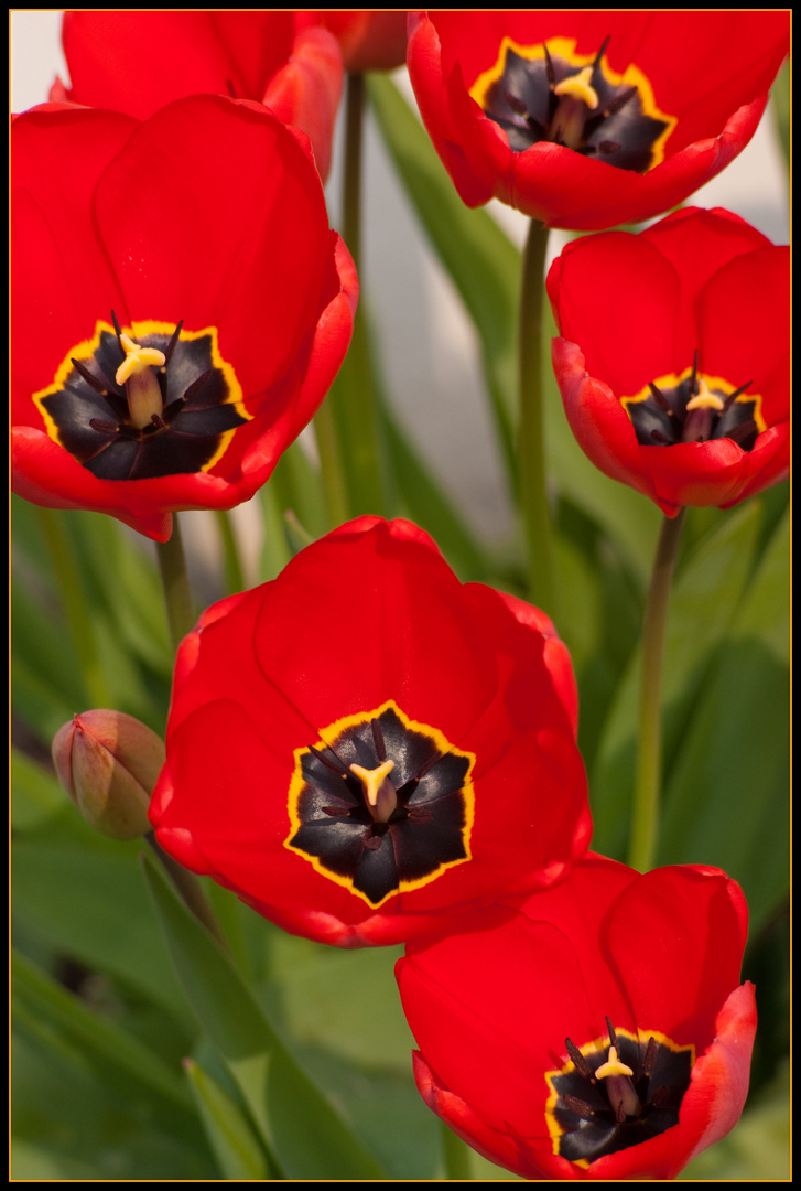 Tulipes