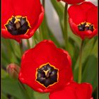 Tulipes