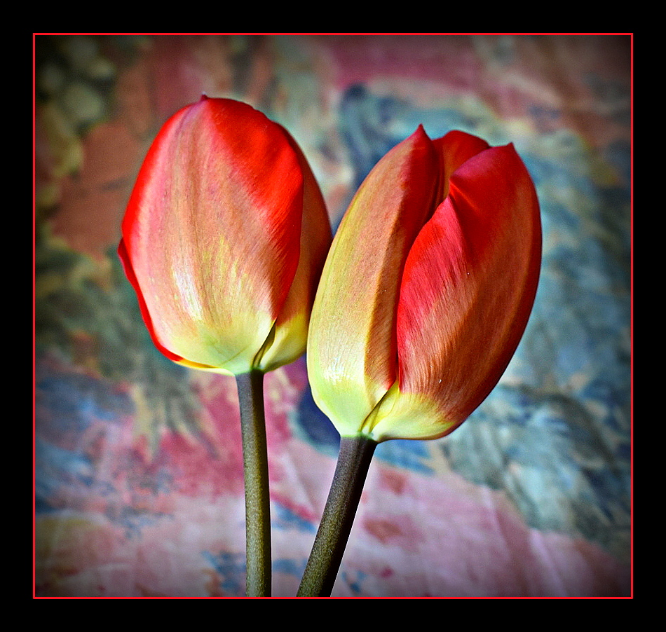 tulipes