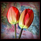 tulipes