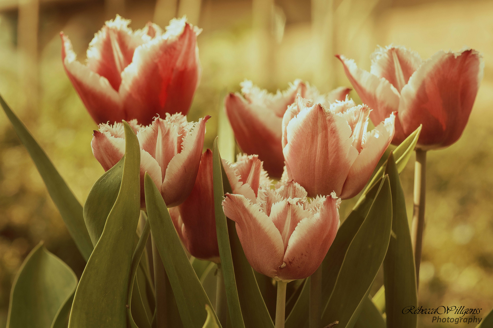 Tulipes