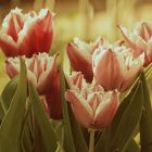 Tulipes