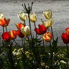 Tulipes