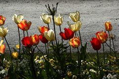 Tulipes