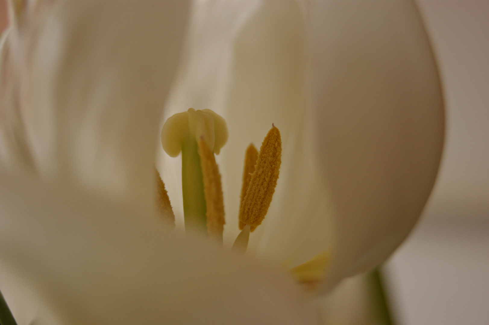 Tulipes blanches