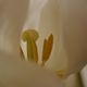 Tulipes blanches