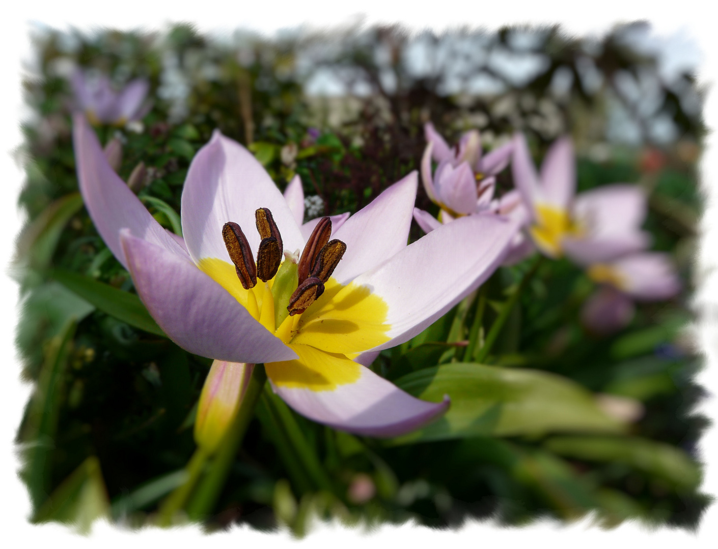 Tulipes botaniques