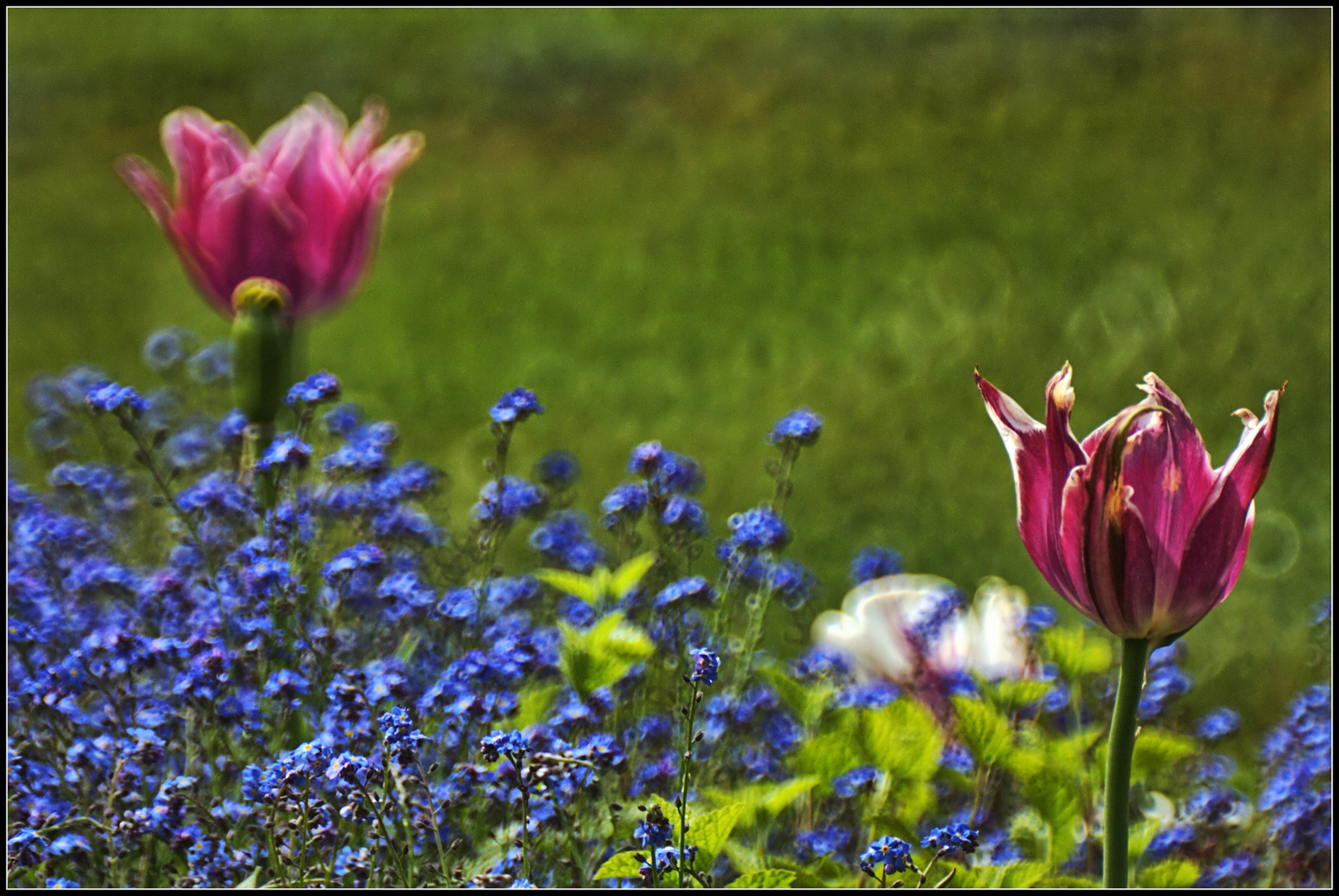 tulipes