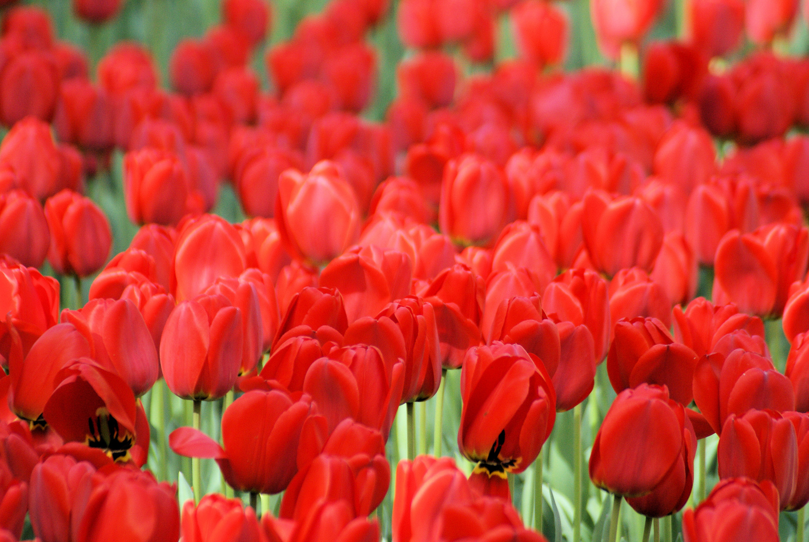 Tulipes