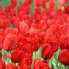 Tulipes