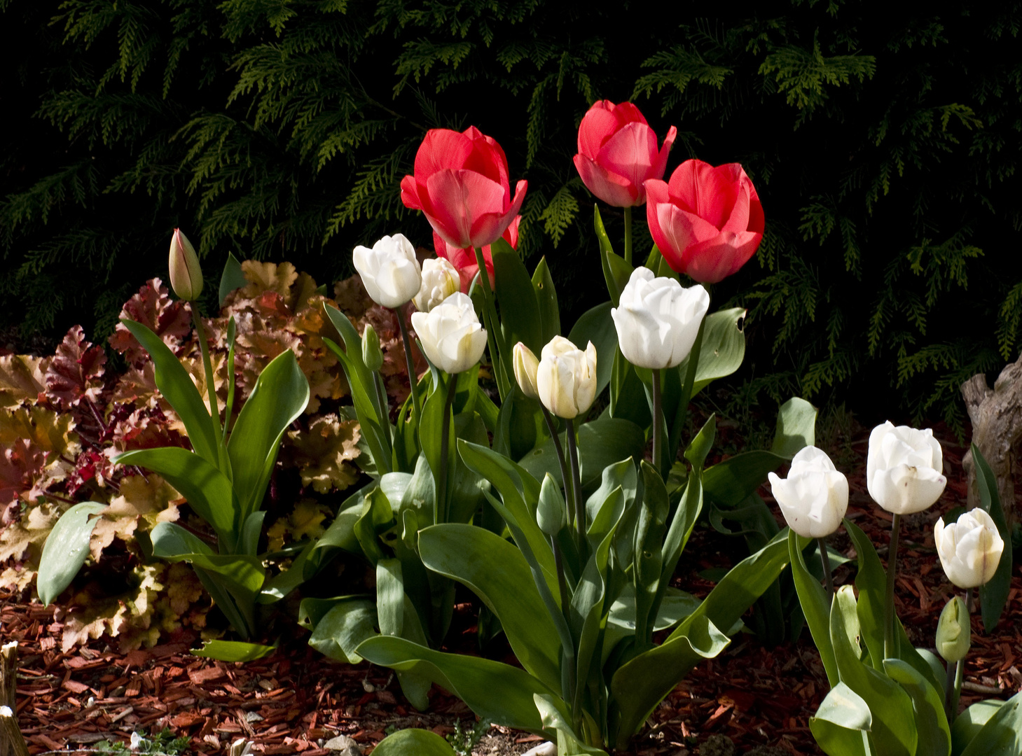 Tulipes dans le jardin