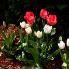 Tulipes dans le jardin