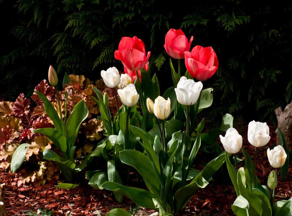 Tulipes dans le jardin