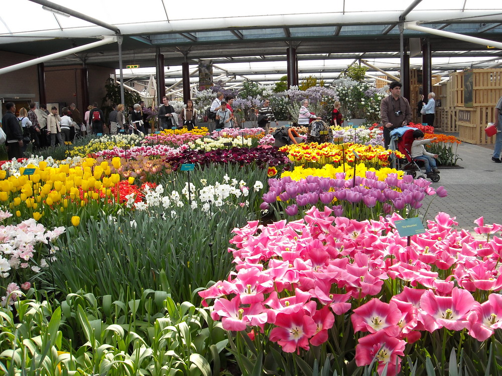 Tulipes de Hollande