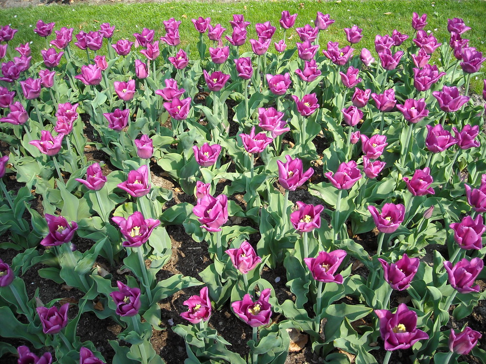 Tulipes de Keukenhof (Hollande)