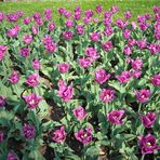 Tulipes de Keukenhof (Hollande)