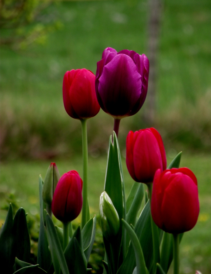 TULIPES DE MON VERGER