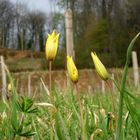 TULIPES DE VIGNE DANS LE VIGNOBLE DU JURA