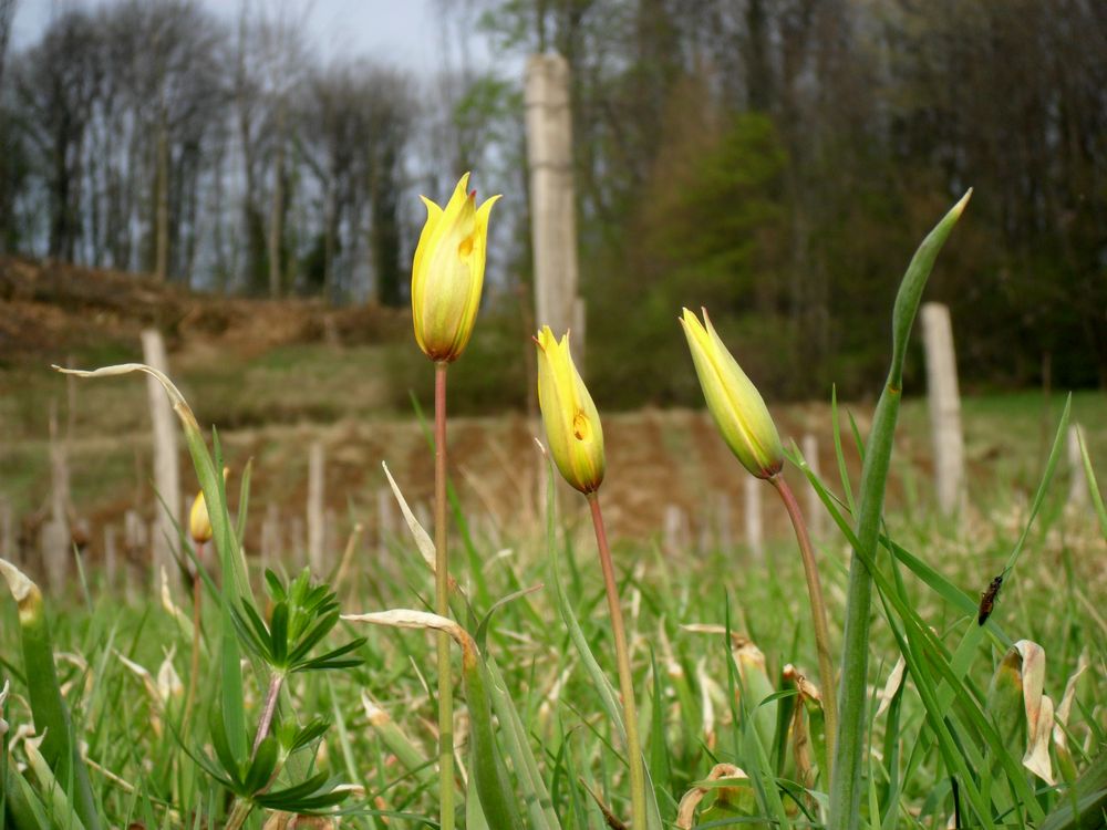 TULIPES DE VIGNE DANS LE VIGNOBLE DU JURA