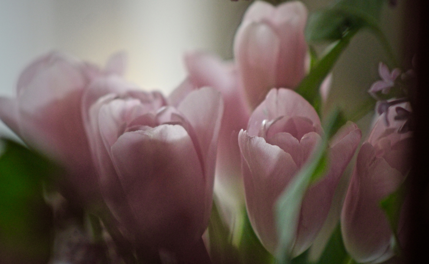 ... tulipes delicates !!!...