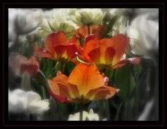 Tulipes du Keukenhof