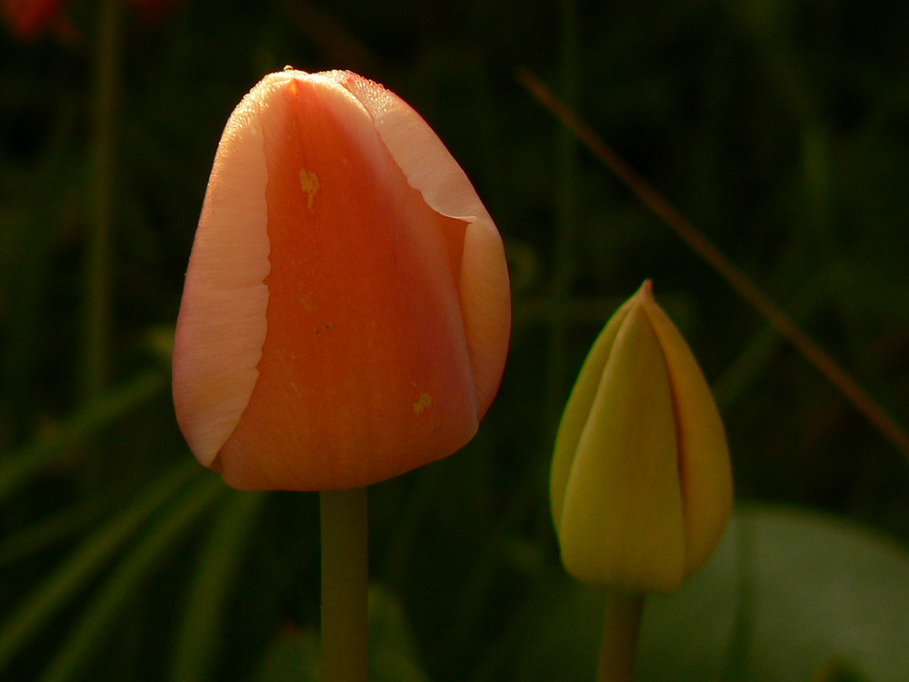 Tulipes d'un matin