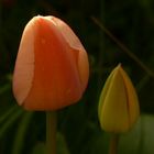 Tulipes d'un matin