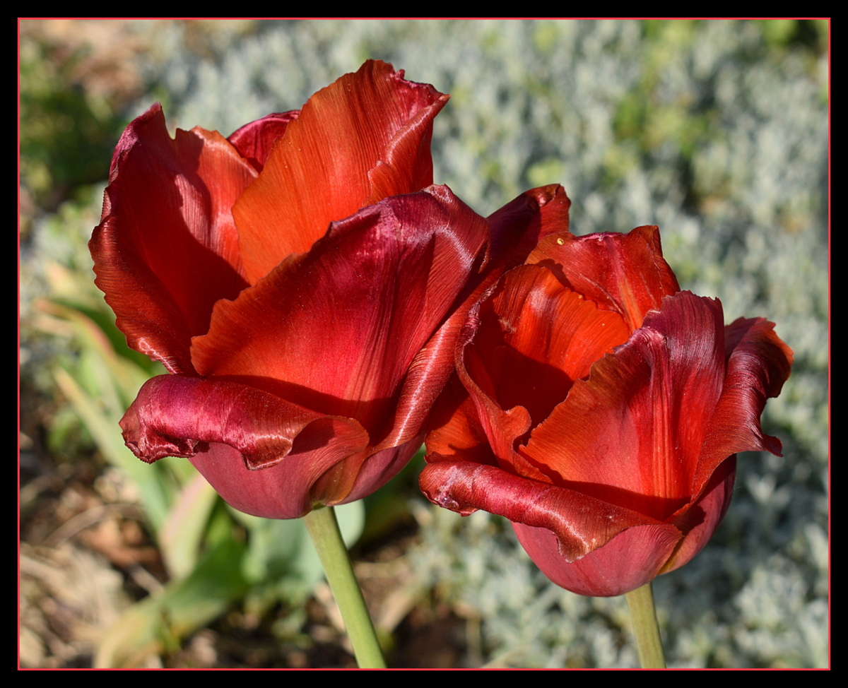 tulipes