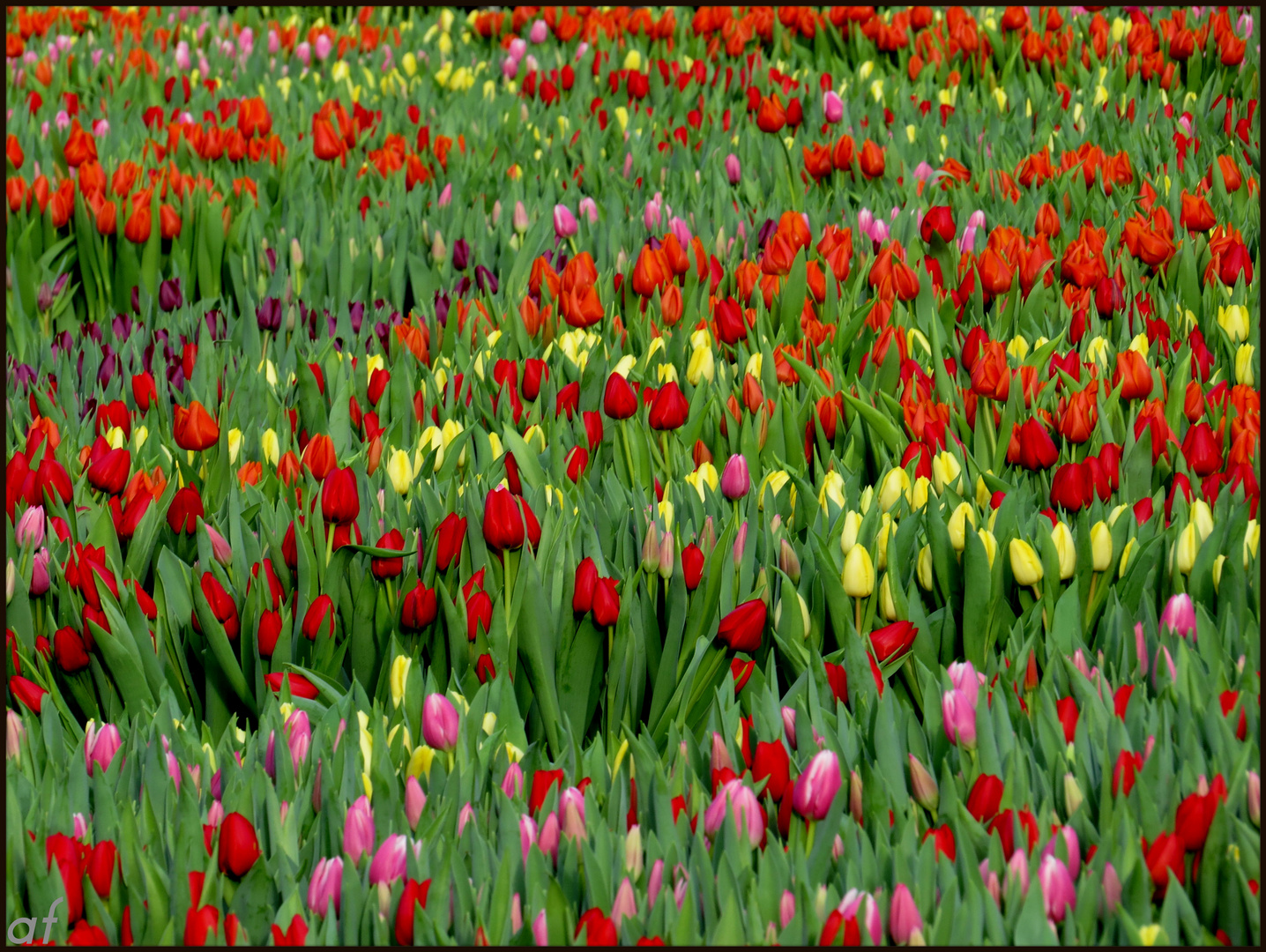 Tulipes