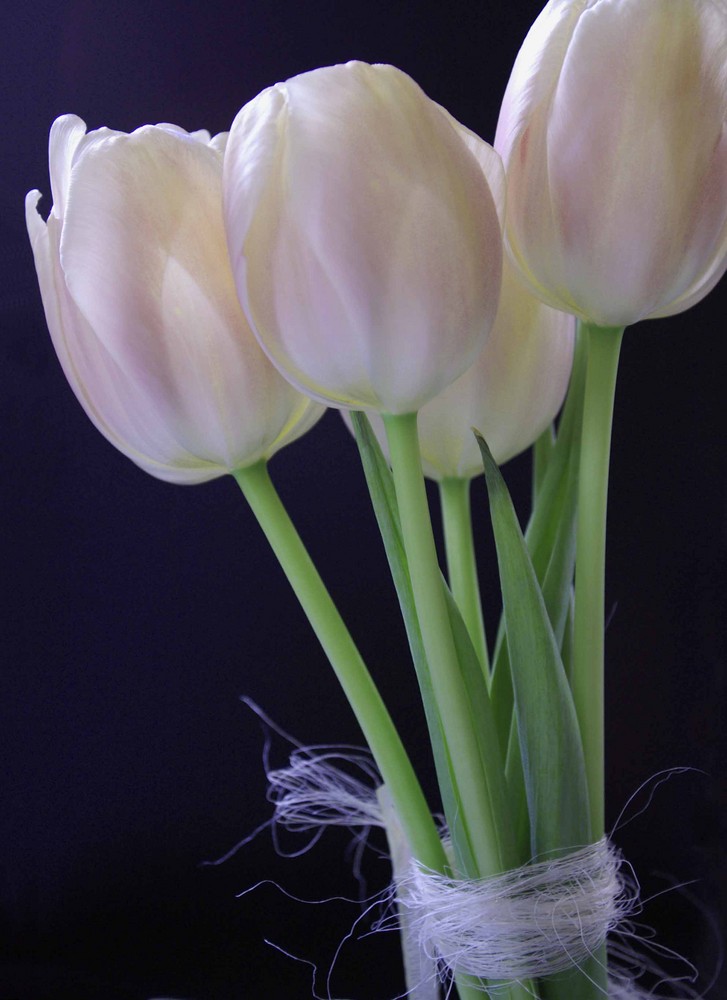 Tulipes