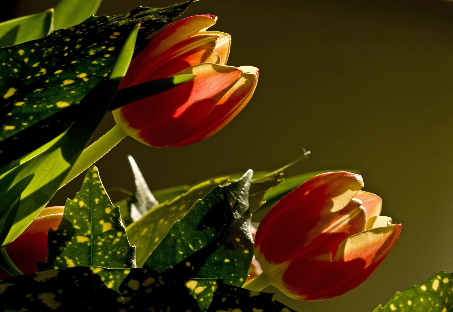 Tulipes en contre-jour