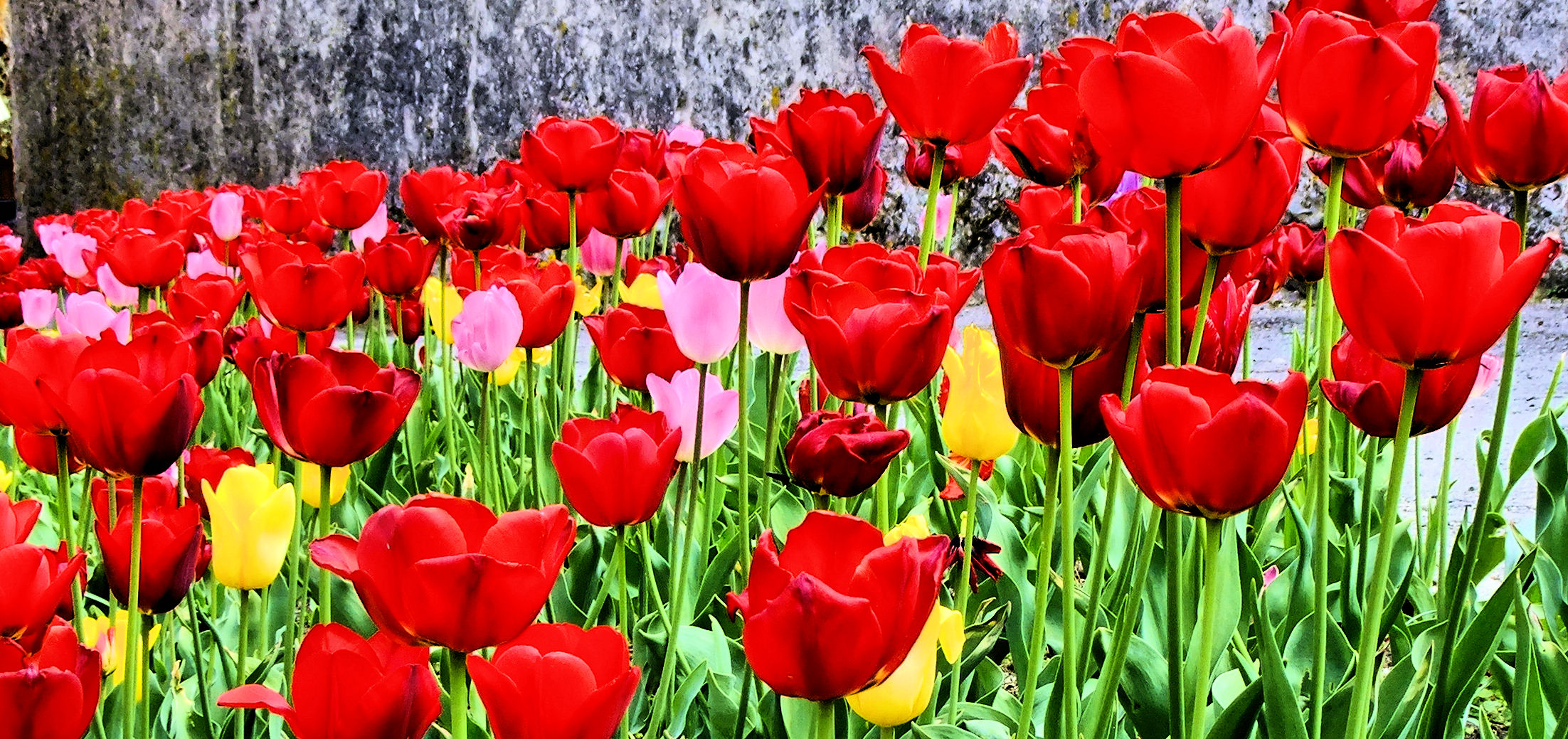 Tulipes en Savoie...