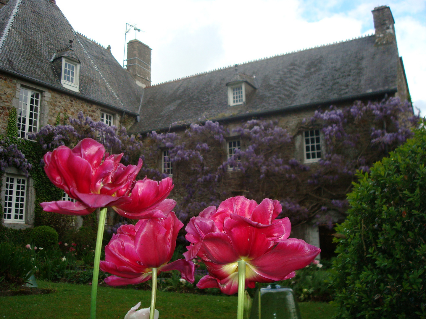 Tulipes et Glycines