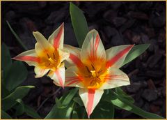 Tulipes étoilées du jardin