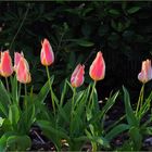 Tulipes étoilées encore fermées au petit matin